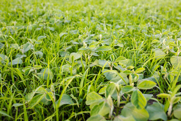 Lambsquarters soybean on a field where herbicides from weeds were not affected. prevent herbicide-resistant weeds from spreading. Soy sprouts in grass on a farmer's field