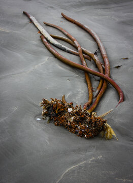 Seaweed on the coast of Namibia