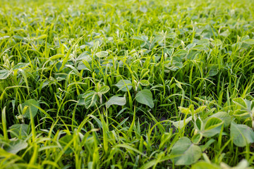 Weed Control in Organic Soybean Farms. Lambsquarters soybean sprouts on an unencidesed without single non-residual herbicidefield. Weeds transmit diseases and pests