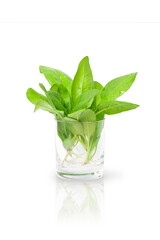 isolated spinach leaves in a transparent glass