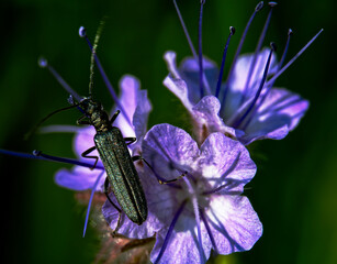 Scheinbockkäfer [Chrysanthia geniculata]