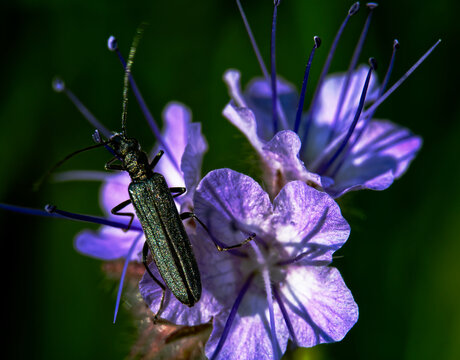 Scheinbockk&auml;fer [Chrysanthia geniculata]