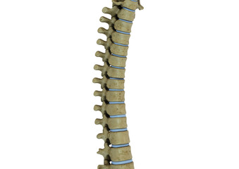 Thoracic bone 3D rendering image file