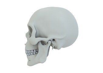 Skull 3D rendering image side view