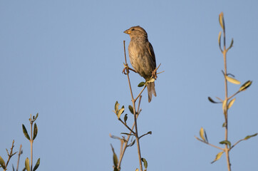 Passero