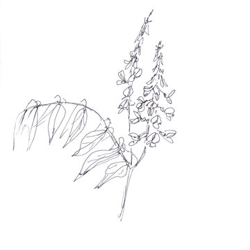 Galega orientalis, fodder galega, eastern galega, graphic black and white drawing, botanical sketch