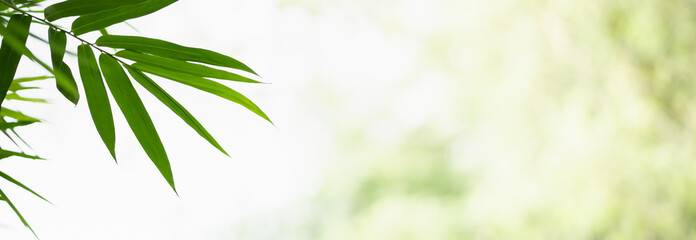 Obraz premium Closeup of beautiful nature view green bamboo leaf on blurred greenery background in garden with copy space using as background cover page concept.