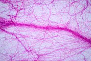 Areolar connective tissue under the light microscope view. Human pathology education.