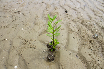 plant growing in the sand