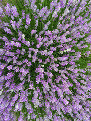 Lavender @ Sequim, WA
