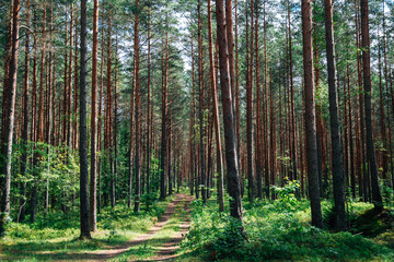 Kemeri National Park green forest in Latvia