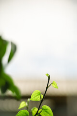 Closeup of beautiful nature view green leaf  in garden with copy space using as background cover page concept.