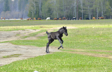 Foal in the Altai Mountains. A small horse rides in a spring meadow against the background of mountains and coniferous forest. Selective focus. Siberia, Russia