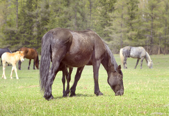 Naklejka na ściany i meble Horses in the Altai Mountains. Pets with foals on a spring pasture against the background of a coniferous forest. Selective focus. Siberia, Russia