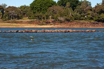 flamingos on lake
