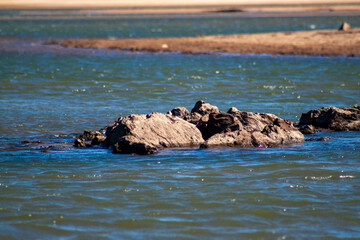 seagulls on the beach