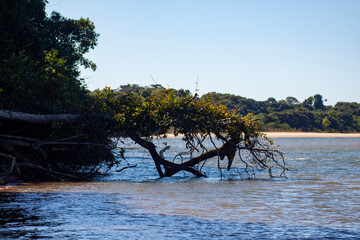 tree on the beach