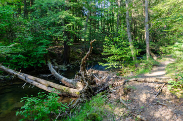 Several fallen trees bridging a creek in a state park