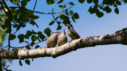 Red-breasted Nuthatch (Sitta canadensis) baby song birds and adult feeding on a tree branch wildlife background. Canadian wildlife wallpaper and copy space