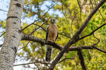 Cooper's Hawk (Accipiter cooperii) bird of prey perched on a tree branch Canadian wildlife background close up