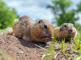 Two european gophers are looking at camera on the lawn. Close-up. Portraits of a rodents.
