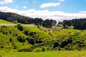 Fototapeta na wymiar Otago Peninsula rolling hills New Zealand