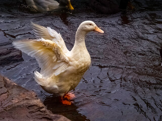 White Duck Wings Back
