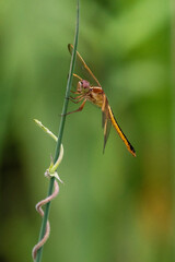 Golden Dragonfly at Five River Delta Center