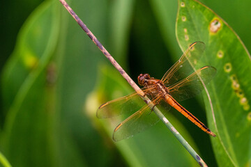 Golden Dragonfly at Five River Delta Center