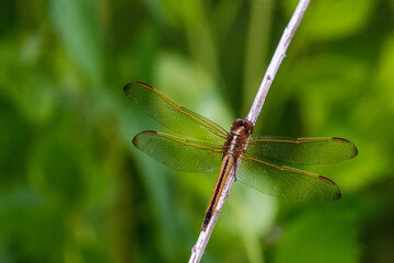 Golden Dragonfly at Five River Delta Center