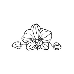 Orchid Flower in a Trendy Minimalist Liner Style. Vector Floral Illustration