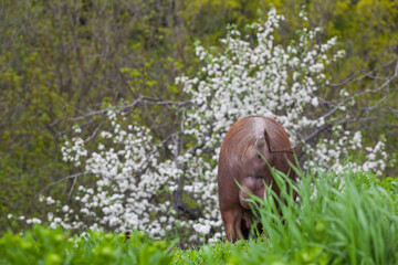 Swirling Pig Tail andLarge Wild Boar Eggs wild pig with dark brown hair and curled pig tail