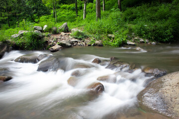 stream in the forest