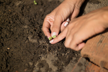 Natureza, Natureza e trabalho, plantação, meio ambiente, ar livre, Reflorestamento.
Nature, Nature and Work, Land, Plantation, environment, open air, Reforestation.
