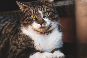 Relaxed tabby cat sitting in front of basic brick background.Close up image.