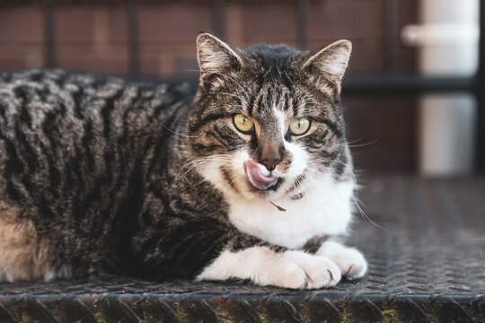 Relaxed tabby cat sitting on metal stairs licking lips. Close up portrait image. 