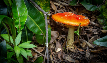 fly mushroom in forest