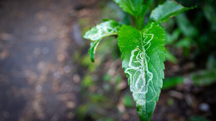 Hoja