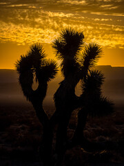 Joshua Tree in counter light of rising sun in Nevada desert