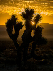 Joshua Tree in counter light of rising sun in Nevada desert