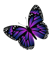 Butterfly with purple wings, flat lay.