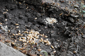 Many white ant larvae in the ground, open nest in the garden, formicarium