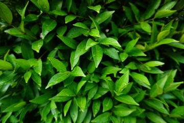Green tropical leaves, natural dark background, close up photo