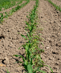Young green corn seedlings growing on the agricultural field. The maize plants on the field.