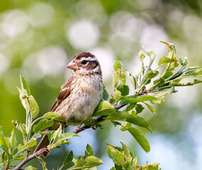 A female rose-breasted grosbeak perching in an apple tree.