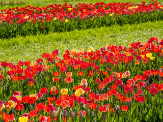 Tulip blossom bloom at the farm