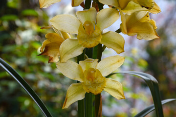 Yellow colour Cymbidium , commonly known as boat orchid