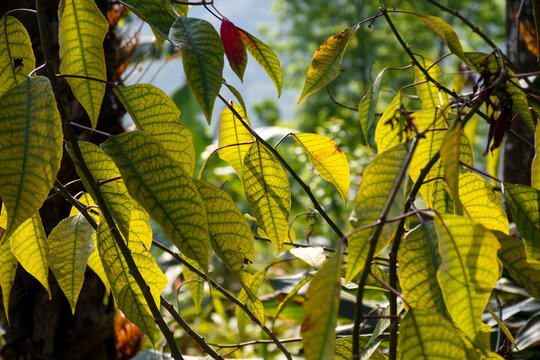 phellodendron amurense, The bark is used to make medicine.