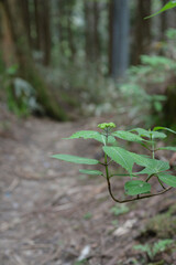 薄暗い登山道。