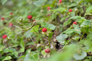 山道の脇に実った真っ赤な野いちごの実。